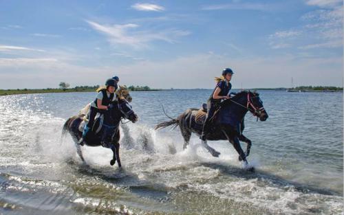 Eervolle vermelding categorie kleur: "Paarden in het water" van Ria Scheewe